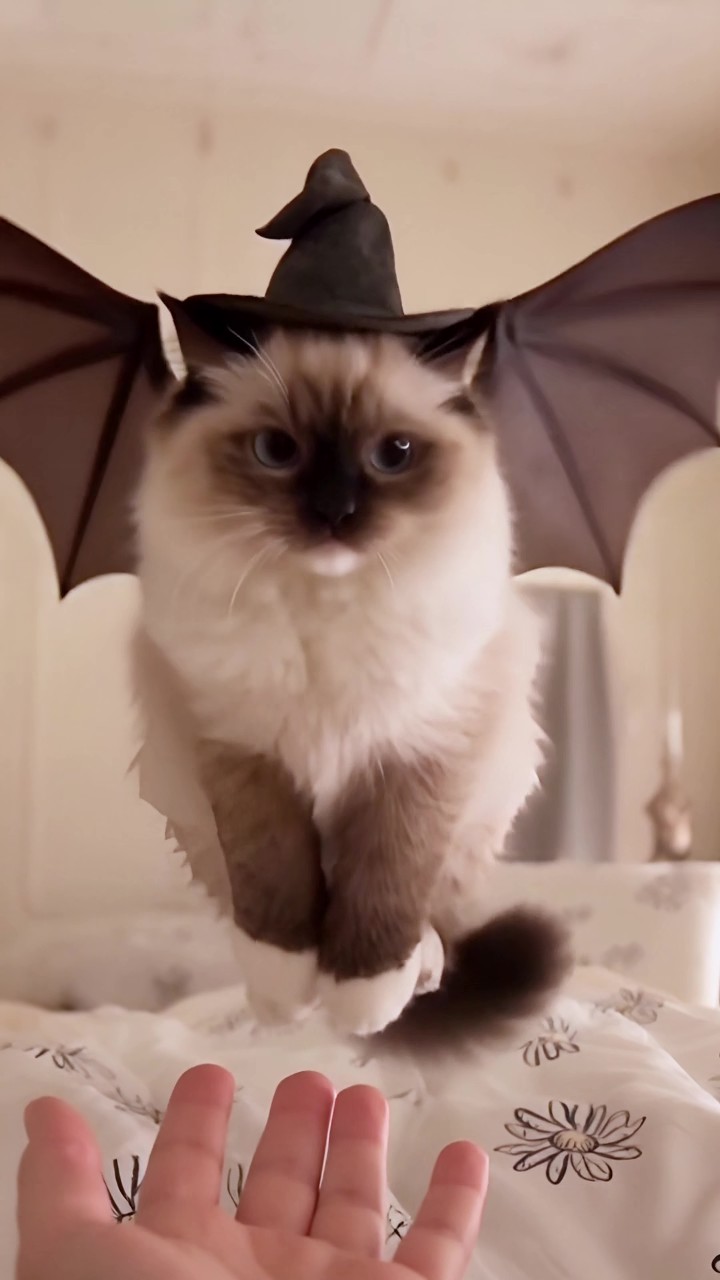 Witchy Pet