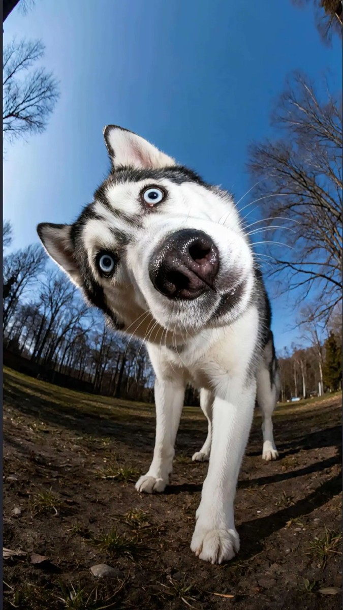 Earth Zoom In(pet)