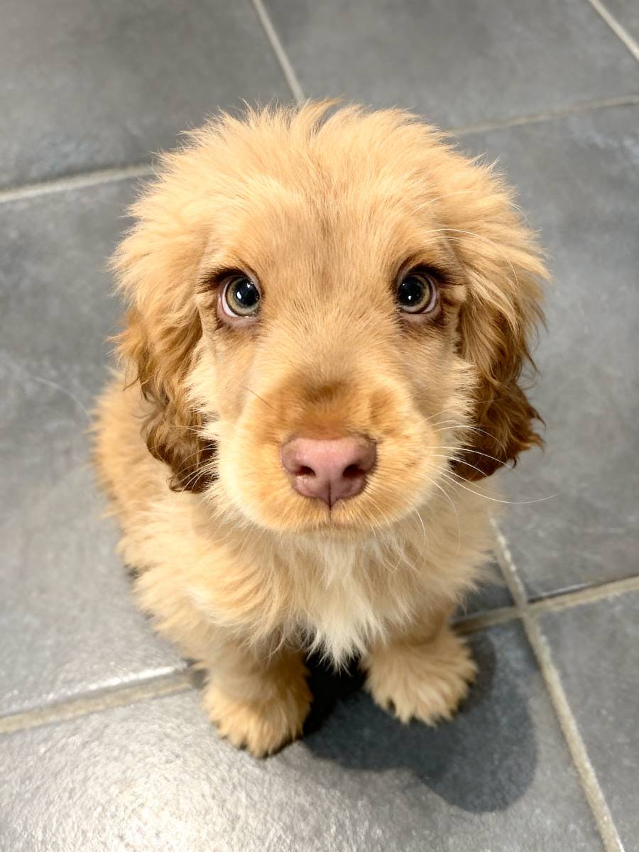 Puppy Eye